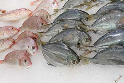 東莞生鮮超市日產(chǎn)300公斤制冰機(jī)